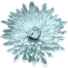 Seaview Dental Arts - Footer Flower Image